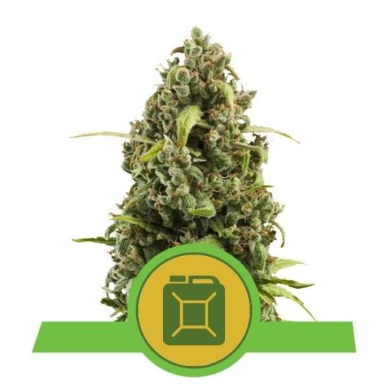 Royal Queen Seeds Diesel Auto Click image to close