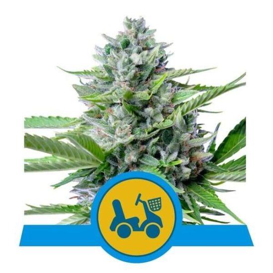 Royal Queen Seeds Fast Eddy Auto CBD Click image to close
