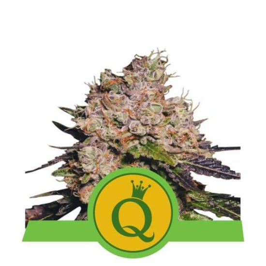 Royal Queen Seeds Purple Queen USA Premium Auto Click image to close