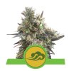 Royal Queen Seeds Royal Bluematic Auto