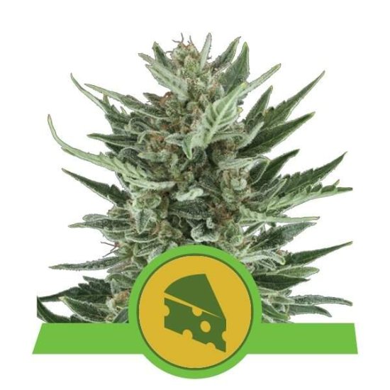 Royal Queen Seeds Royal Cheese Auto Click image to close
