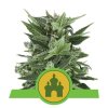 Royal Queen Seeds Royal Kush Auto