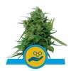 Royal Queen Seeds Solomatic Auto CBD