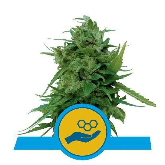 Royal Queen Seeds Solomatic Auto CBD Click image to close