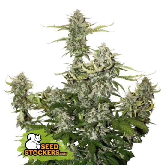 Seedstockers Candy Dawg Auto Click image to close