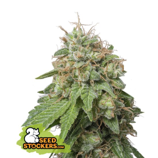 Seedstockers Green Crack Auto Click image to close