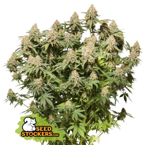 Seedstockers Moby Dick Click image to close