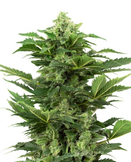 Sensi Seeds Research Afghan Pearl CBD Auto Click image to close
