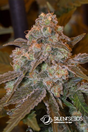 Silent Seeds Gorilla Frost Click image to close