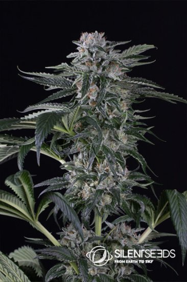 Silent Seeds Moby Dick Auto Click image to close