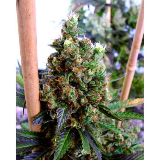 Soma Seeds NYC Diesel Click image to close
