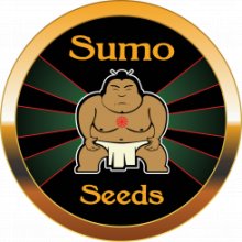 Sumo Seeds Pommelo Pine