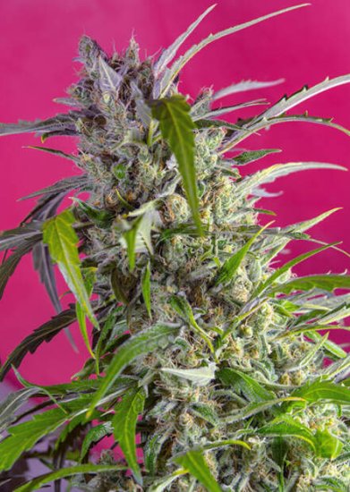 Sweet Seeds Crystal Candy Auto Click image to close
