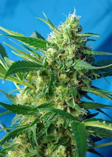 Sweet Seeds Ice Cool Auto Click image to close