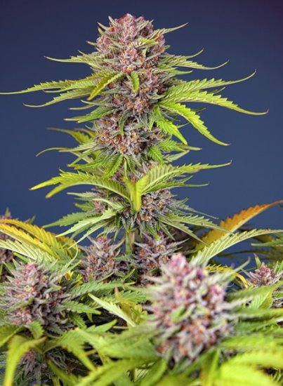 Sweet Seeds Mimosa Bruce Banner XL Auto Click image to close