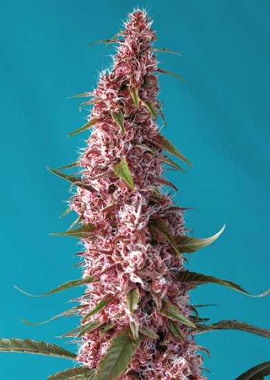 Sweet Seeds Red Pure Auto CBD Click image to close