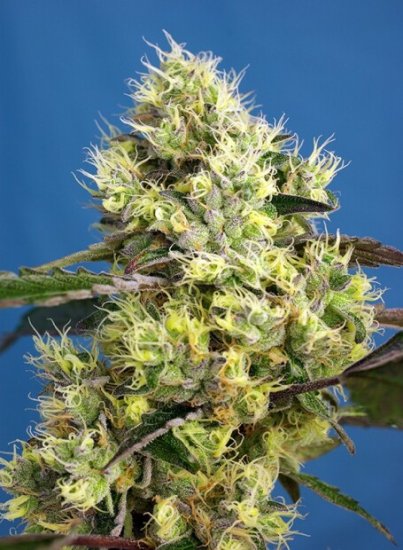 Sweet Seeds Sweet Gelato Auto Click image to close