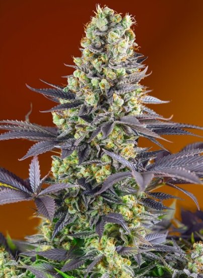 Sweet Seeds Sweet Zenzation XL Auto Click image to close