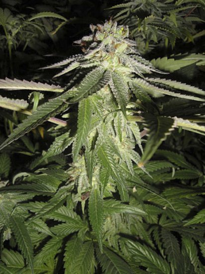 The Cali Connection Corleone Kush Click image to close