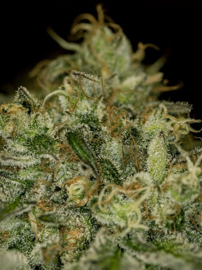 The Cali Connection Green Crack Click image to close