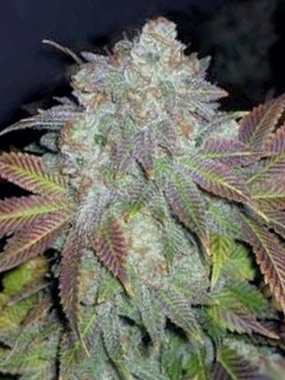 The Cali Connection Jamaican OG Click image to close