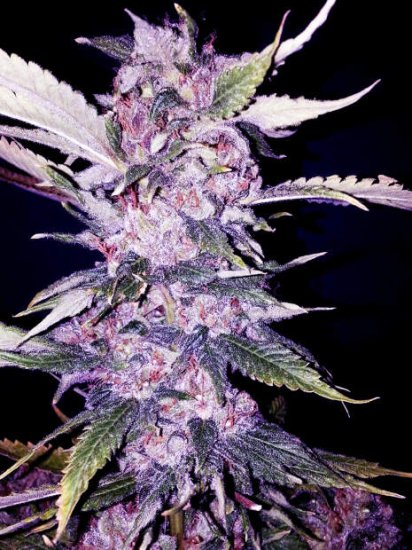 The Cali Connection Purple Chem Click image to close