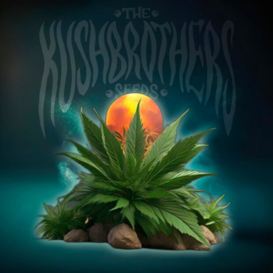 The Kush Brothers Seeds Exotic Kush Click image to close