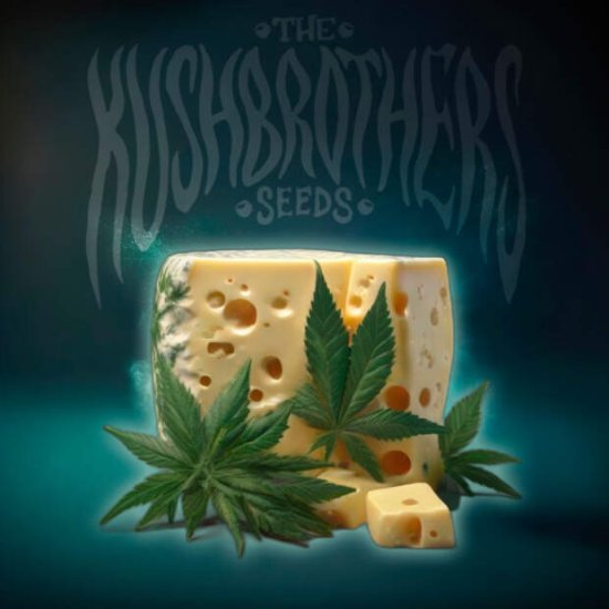 The Kush Brothers Seeds OG Cheese Bild zum Schließen anclicken