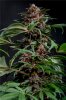 Tropical Seeds Red Afro