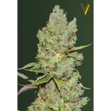 Victory Seeds Auto Critical