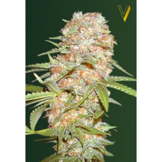Victory Seeds Auto Super Extra Skunk Click image to close