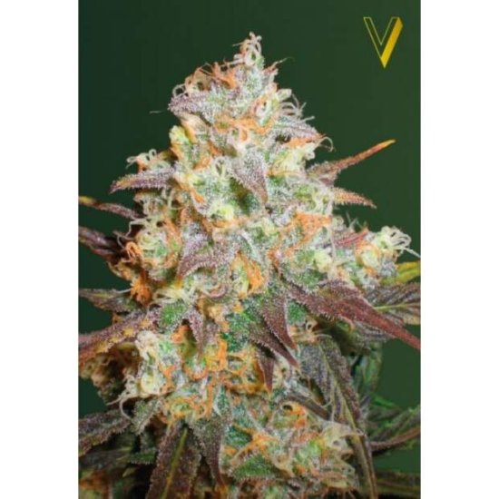 Victory Seeds Chocodope Click image to close
