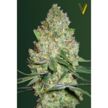 Victory Seeds Chronic Monster XXL