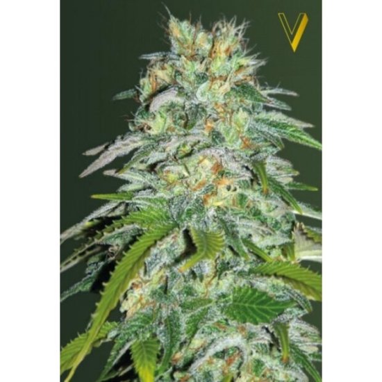 Victory Seeds Parmesan Click image to close