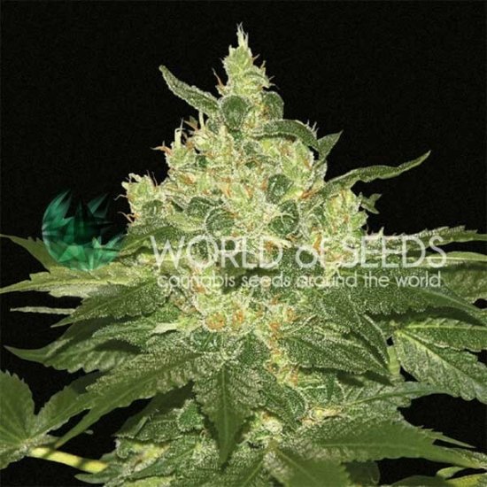 World Of Seeds Afghan Kush (Pure Origin Collection) Click image to close