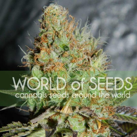 World Of Seeds Afghan Kush Special (Legend Collection) Bild zum Schließen anclicken