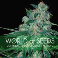 World Of Seeds Ketama (Pure Origin Collection)