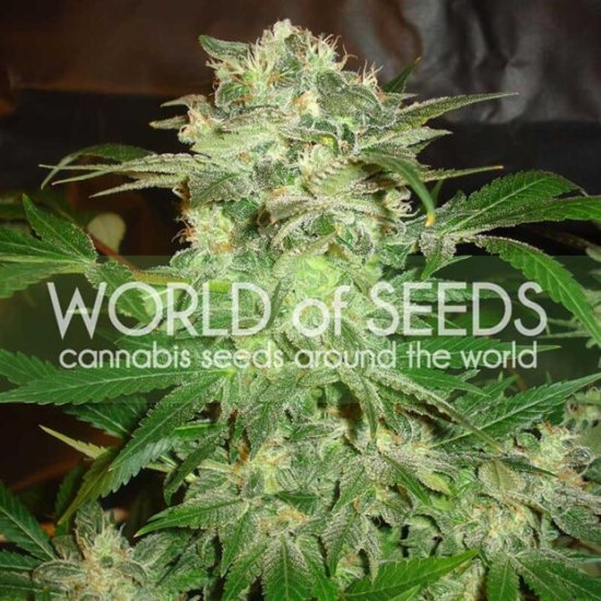 World Of Seeds Mazar Kush (Legend Collection) Click image to close
