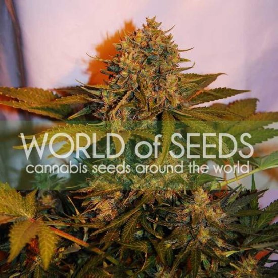 World Of Seeds Northern Light X Big Bud Ryder Auto Bild zum Schließen anclicken