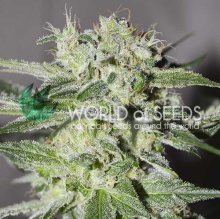World Of Seeds Pakistan Valley (Pure Origin Collection)