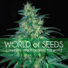 World Of Seeds South African Kwazulu (Pure Origin Collection)