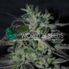World Of Seeds Strawberry Blue (Early Harvest)