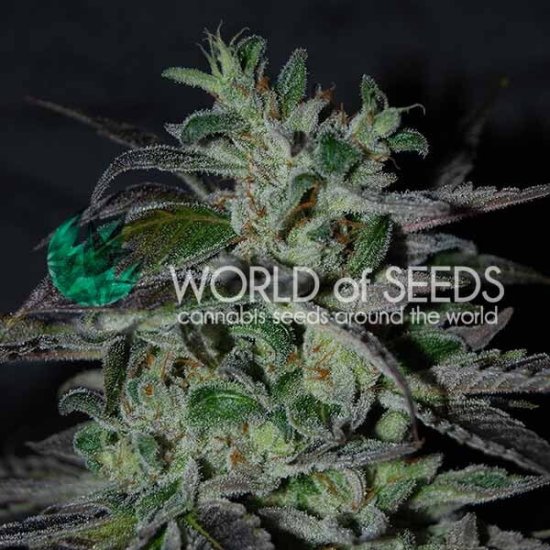 World Of Seeds Strawberry Blue (Early Harvest) Click image to close