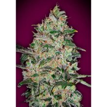 00 Semillas Bubble Gum Fast - feminizada