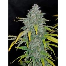420 Fast Buds Blue Dream Auto - feminizada