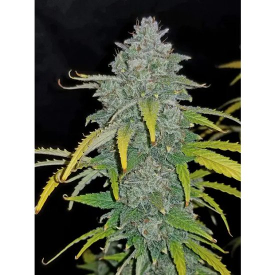 420 Fast Buds Blue Dream Auto - feminizada