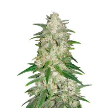 420 Fast Buds Gelato auto - feminizada