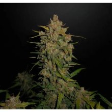 420 Fast Buds Lemon AK Auto - féminisé