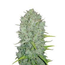 420 Fast Buds Northern Lights Auto - feminizada