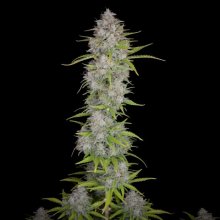 420 rápido Buds naranja Sherbet Auto - feminizada